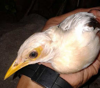 Ketika jalak nias berubah jadi jalak putih Ketika jalak nias berubah jadi jalak putih