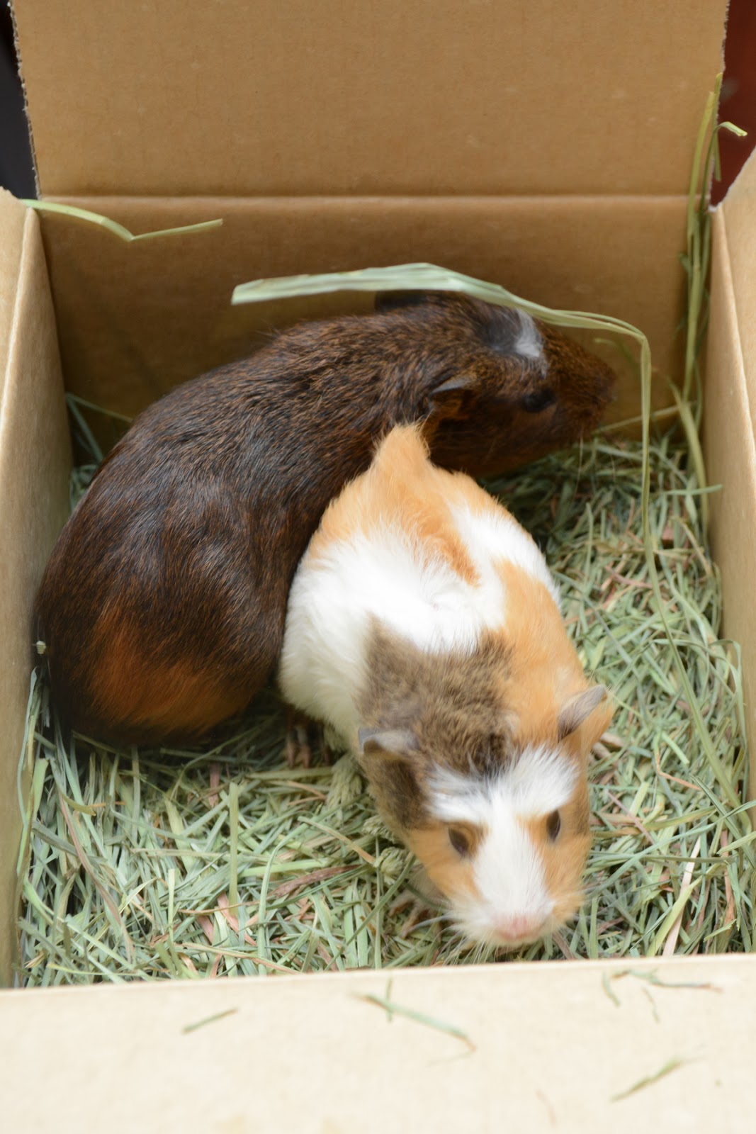 Small Animal Talk Guinea pigs turn three weeks old