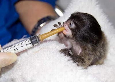 Funny animals pictures