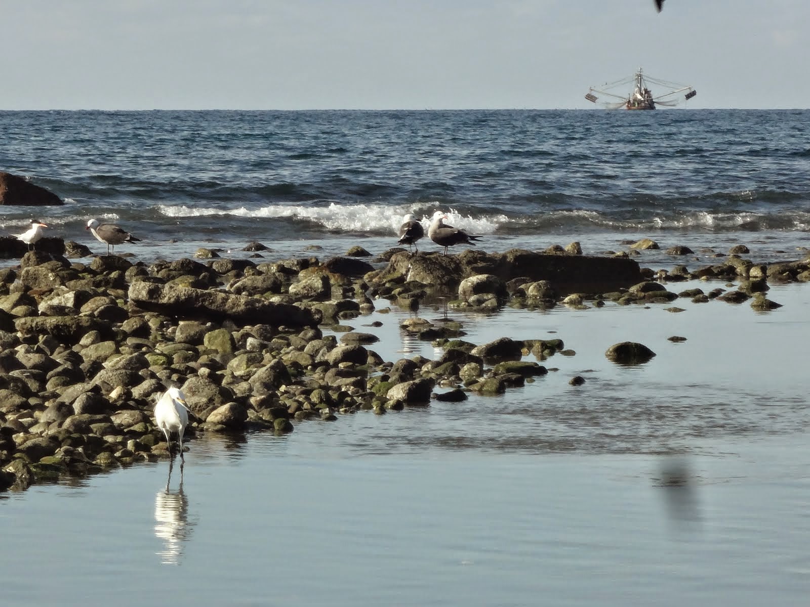 Snowy Egret with Seagulls in Sayulita