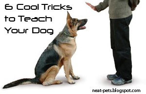 cool tricks to teach your march 2013 neat pets dogs cats cool tricks to teach your march 2013 neat pets dogs cats