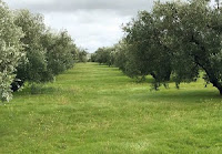 restauracion paisajistica diseño de bosques comestibles en españa