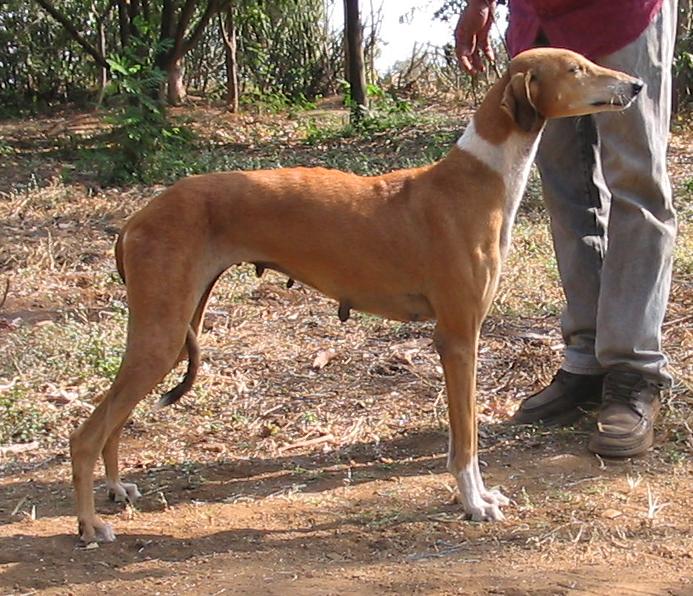 Mudhol Hound dog