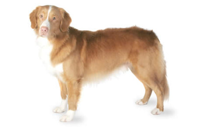 golden retriever with white markings saved by dogs newfoundland and scotia duck tolling retriever golden retriever with white markings saved by dogs newfoundland and scotia duck tolling retriever