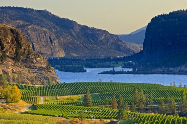 Scenic Vineyard Beautiful Images