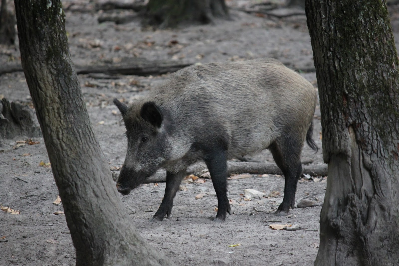 rencontre avec un sanglier