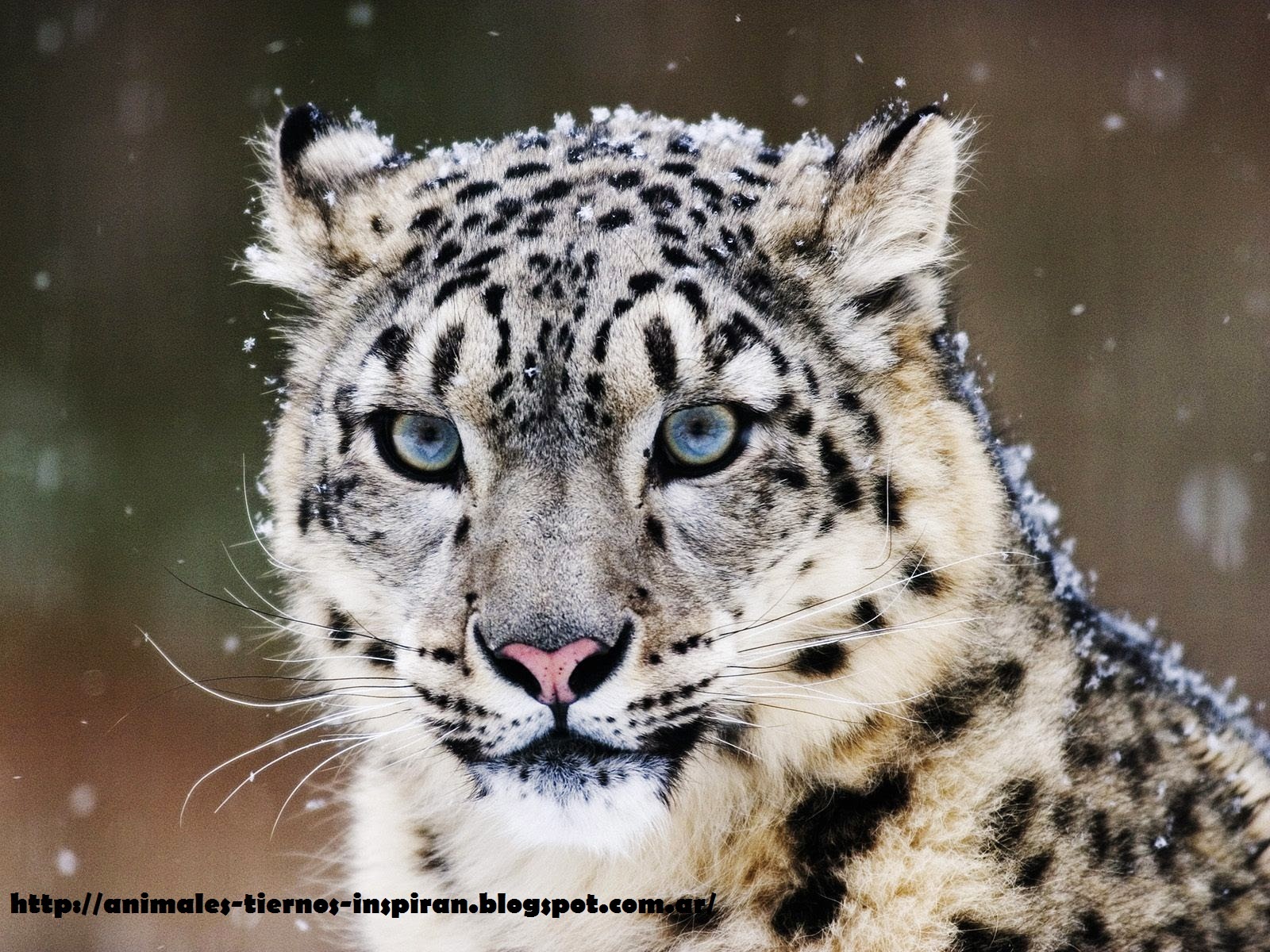 Animales Tiernos Inspiran: Animales muy tiernos