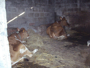 Cow stable at "New Annapurna Guest house".