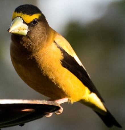 conical beak