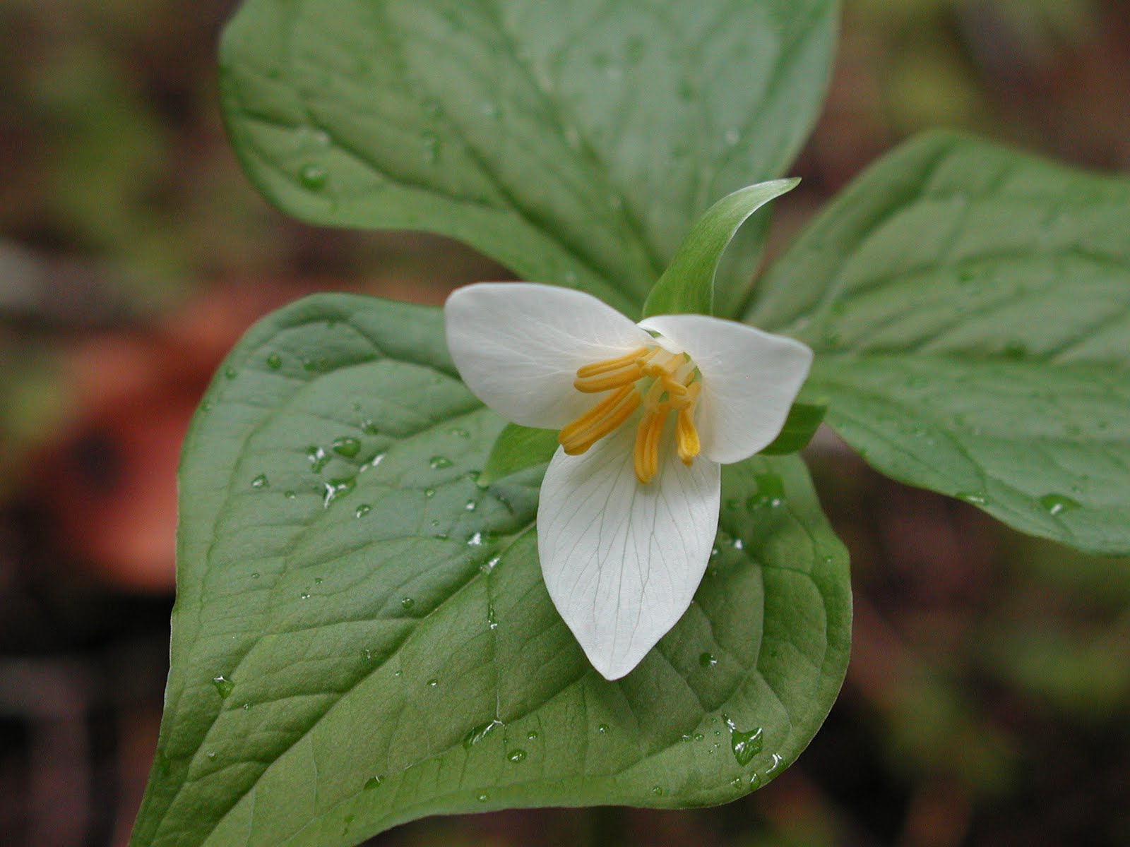 Wildwood Flower A Mountain Hearth
