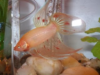 gambar ikan cupang gambar ikan cupang