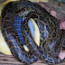 菲律宾动物园提供蟒蛇按摩服务