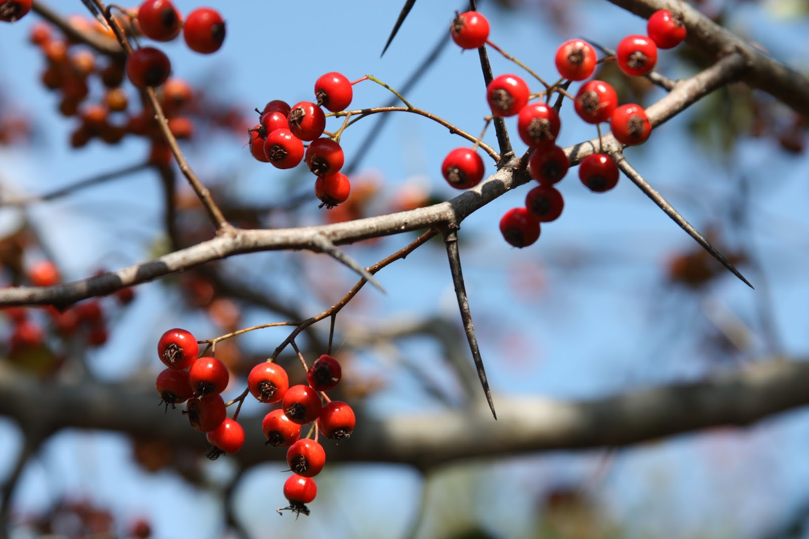 Hawthorn Tree's Fall beauty