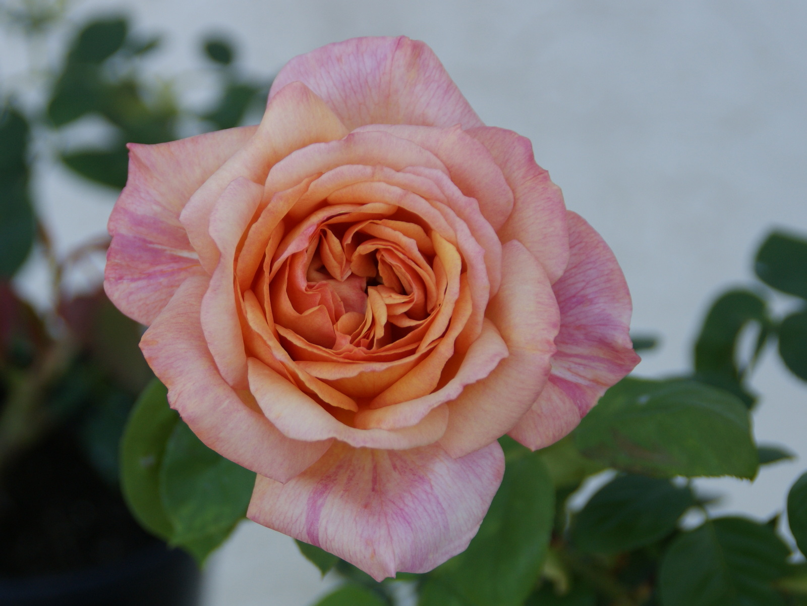 Organic Garden Dreams September Roses