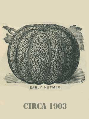 Nutmeg Chemical Structure