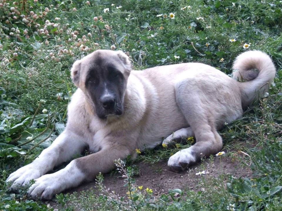 Yeni Sezon Çoban Köpekleri Davar Köpekleri KANGALLAR ALEMİ