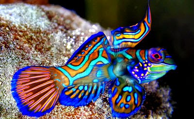 Ikan Hias Air Tawar Dan Air Laut Yang Bagus Di Akuarium Ikan