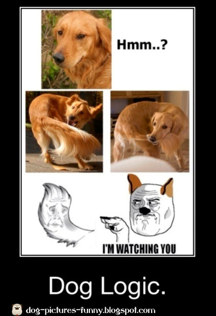 Dogs pictures: Dog logic