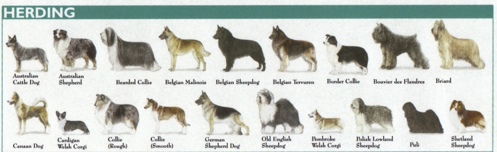 Dog Breed Identification Chart Dog Breed Identification Chart