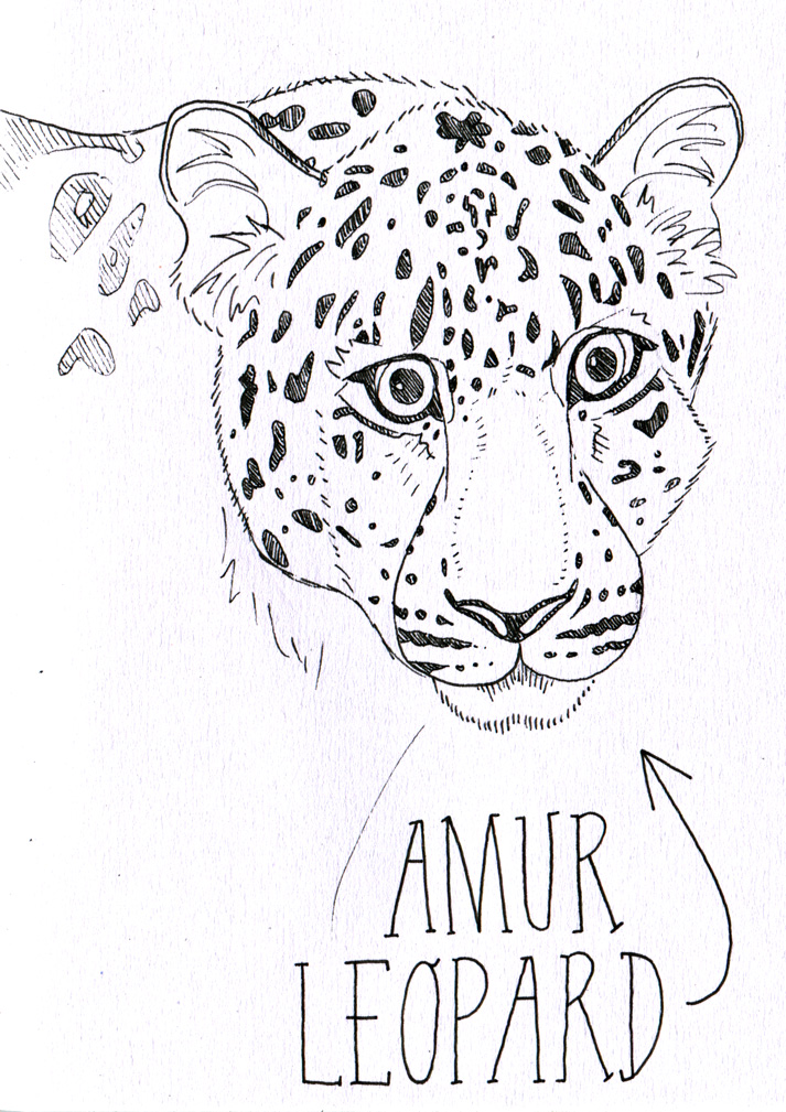 365 animals: day two-hundred-and-sixty-one - amur leopard