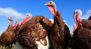 Como criar pavos Como criar pavos