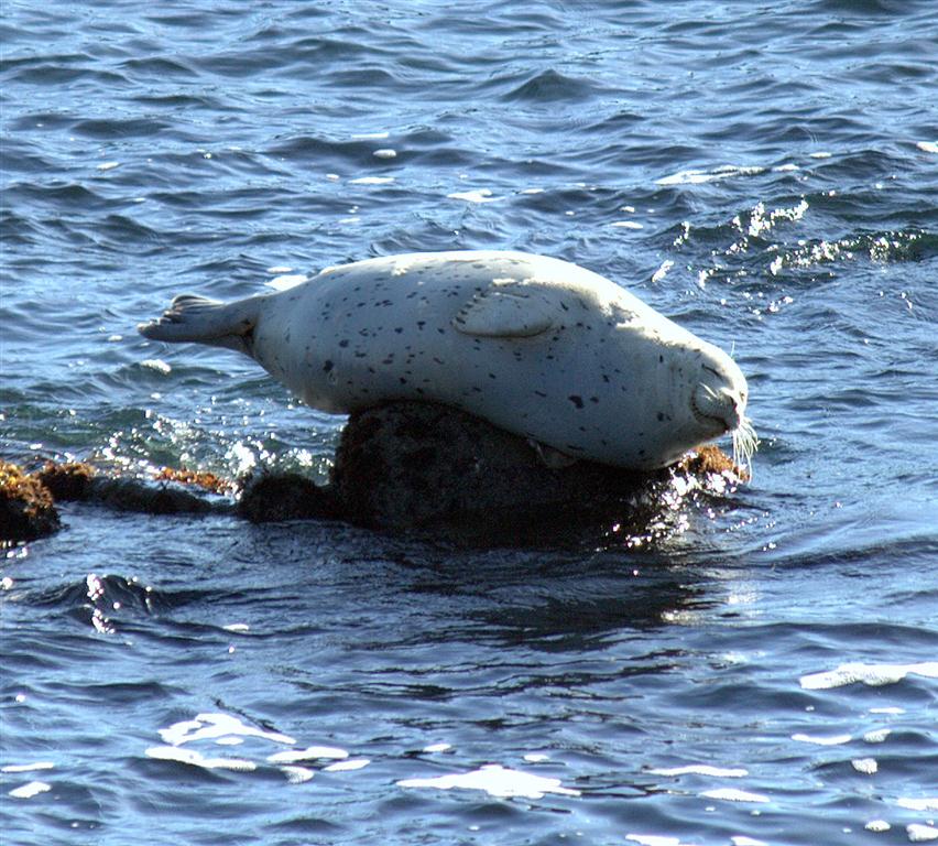 Mendonoma Sightings A Harbor Seal perched on a rock as photographed by