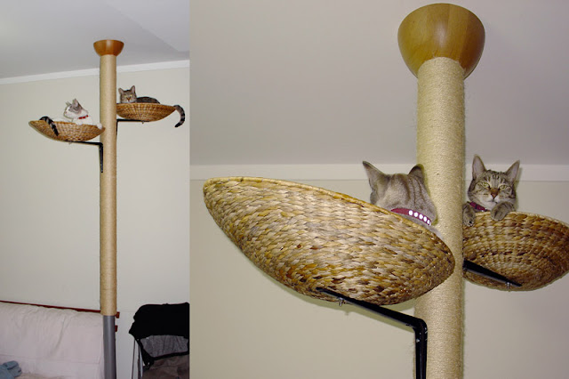 Cat Climbing Wall Uk Cat Climbing Wall Uk