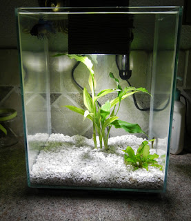 Fluval Chi Nano Aquariums