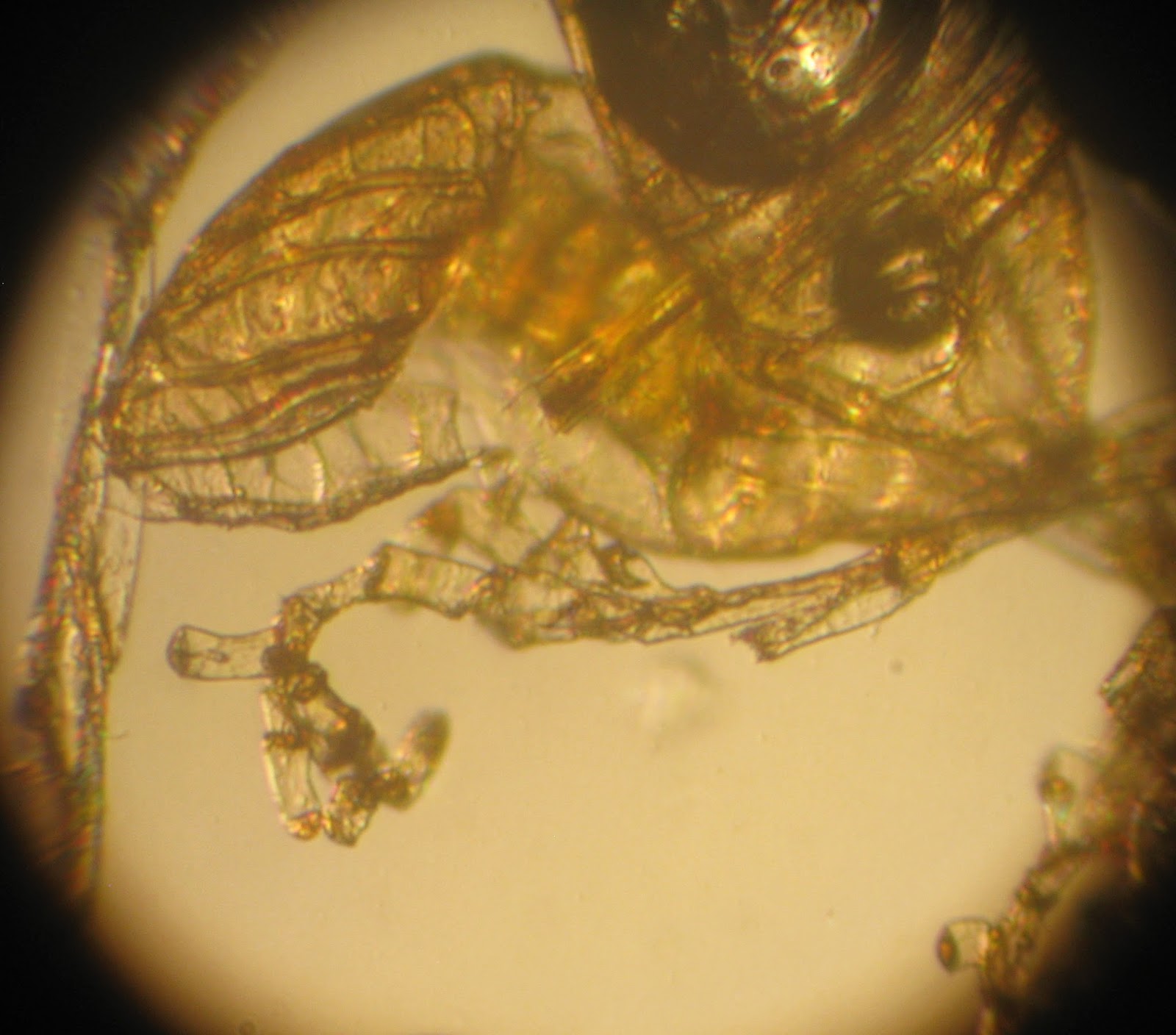 Paraphyses in Polypodium cambricum Polypodium cambricum paraphyses branched hairs