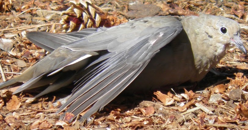 wild birds unlimited why mourning doves sun themselves wild birds unlimited why mourning doves sun themselves