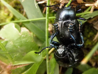http://basajaum.blogspot.com.es/ escarabajo pelotero