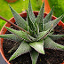The plant of the day (11) - Haworthia Margaritifera