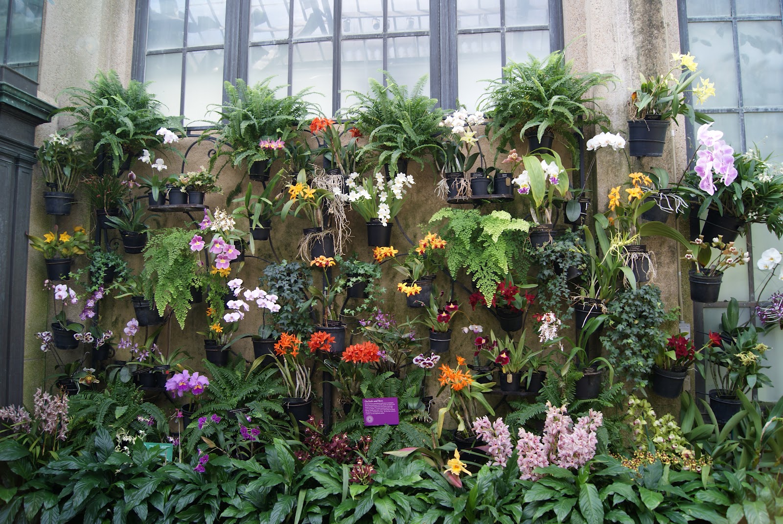 subjectiveday The Jungle Orchids and their velamen