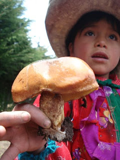 Hongos comestibles de Marayhuaca, del distrito altoandino de Incahuasi (Lambayeque).