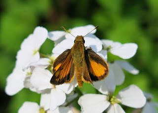 Fiery Skipper (Hylephila phyleus), Saturday, May 16, 2015, 10:18:39 AM