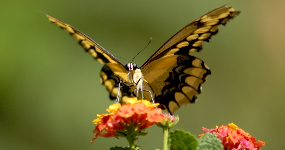 Butterfly The Biggest Animals Kingdom