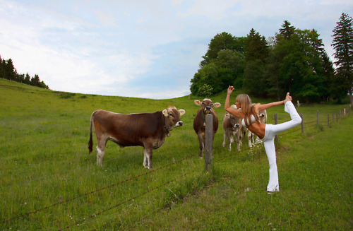 Cow Yoga