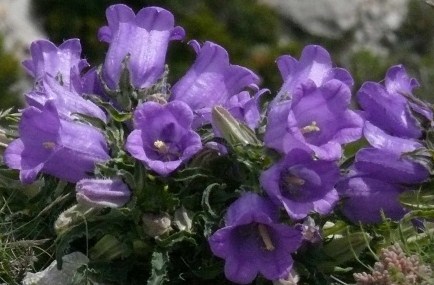 Fengshuimarieline Le Parfum Des Fleurs