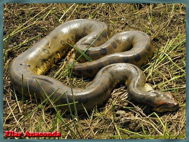 foto ular anaconda - gambar hewan
