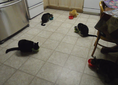 Mika, George, Zoe Pixie & Trixie at dinner time