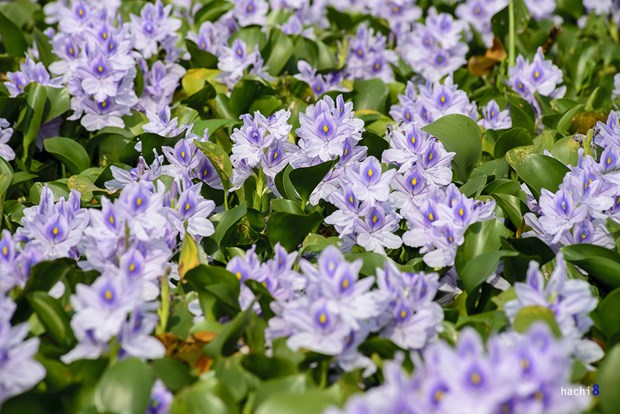 [Image: ngam-tham-hoa-luc-binh-tren-dong-que-5.jpg]