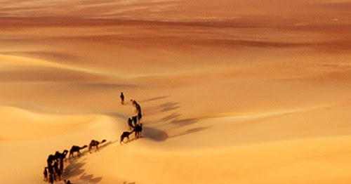Camel Train Border Of Saudi Arabia And Uae A1 Pictures