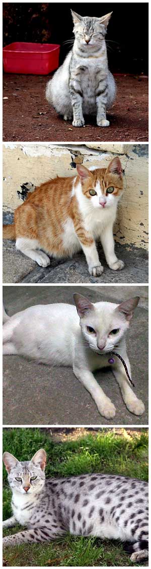 tr cat pregnant popular tr cat pregnant popular