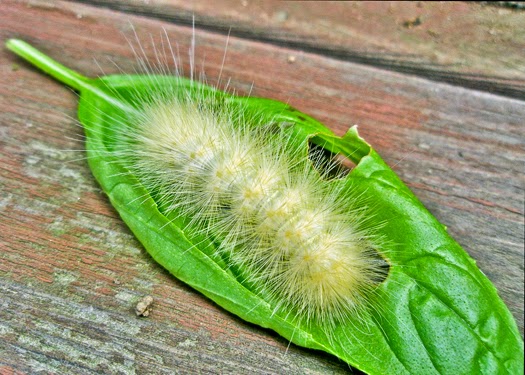 nature s wonders caterpillars baby butterflies and moths light yellow fuzzy caterpillar