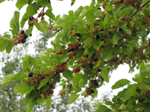 purple mulberries
