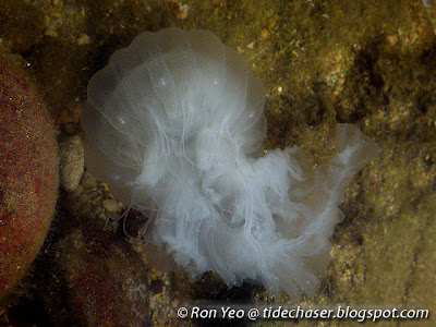 Pelagiid Jellyfish (Family Pelagiidae)
