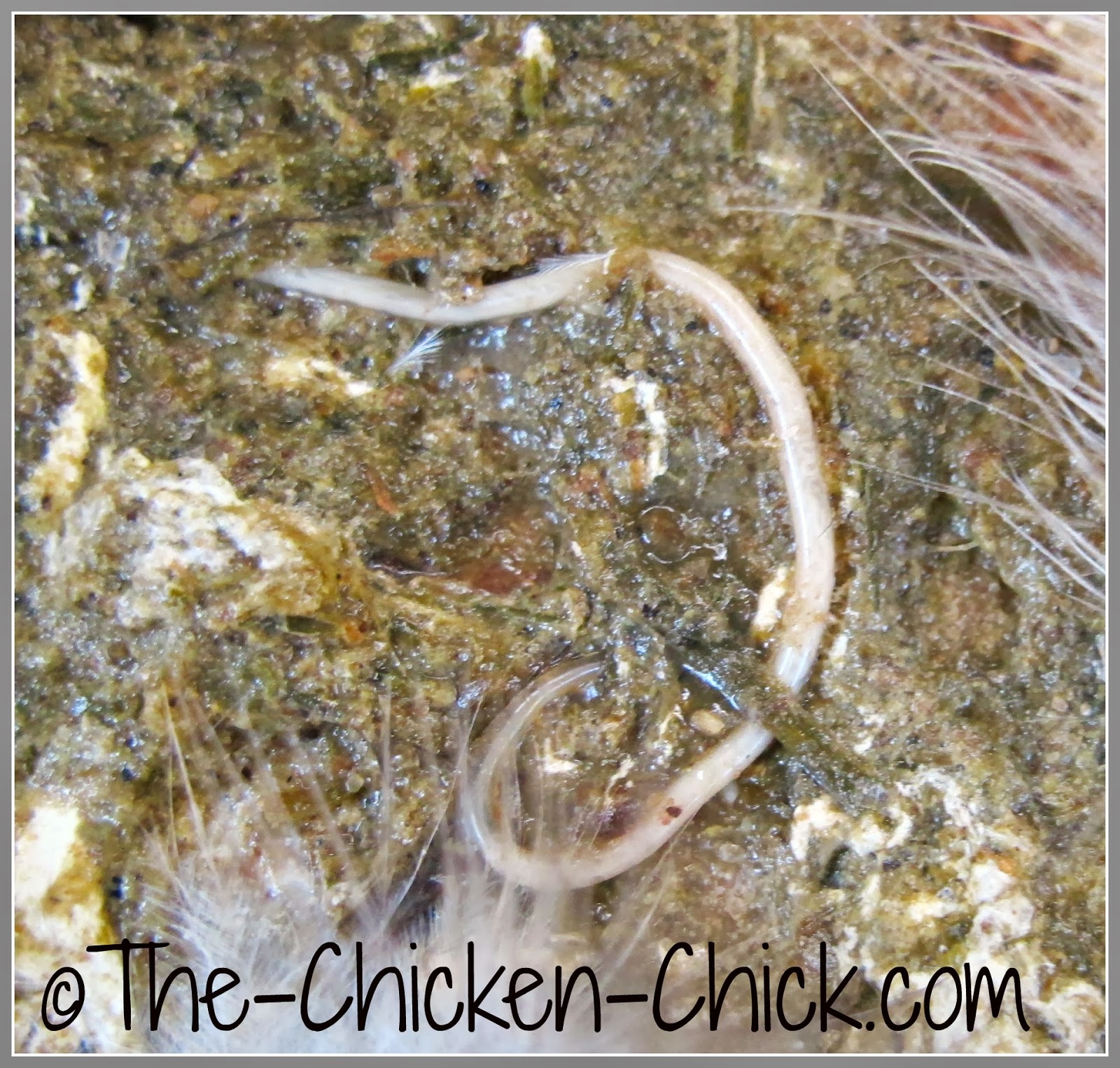 Is Your Chicken Breast Infected?  The Roundworm Risk - m08qdlh