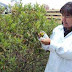 Investigadores de la UMSA industrializan la planta medicinal “chilca”