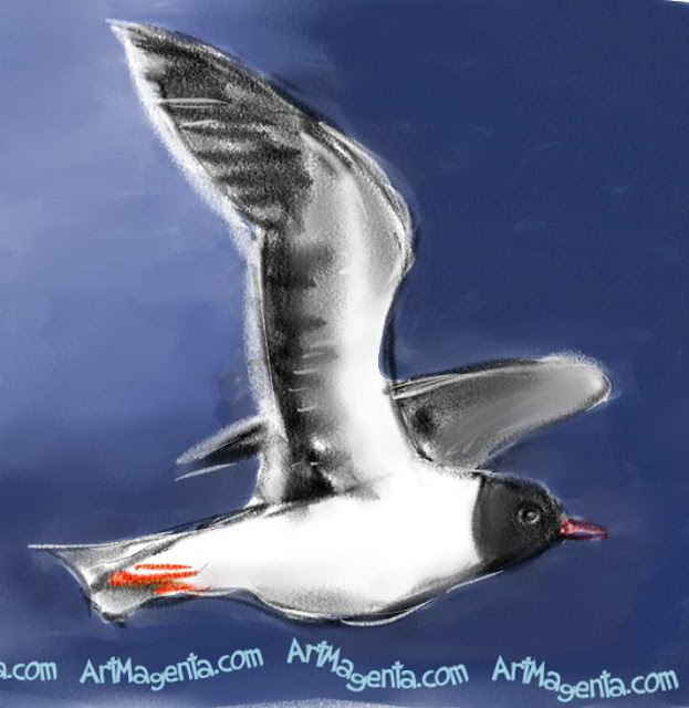 Little Gull Little Gull sketch painting. Bird art drawing by illustrator Artmagenta.