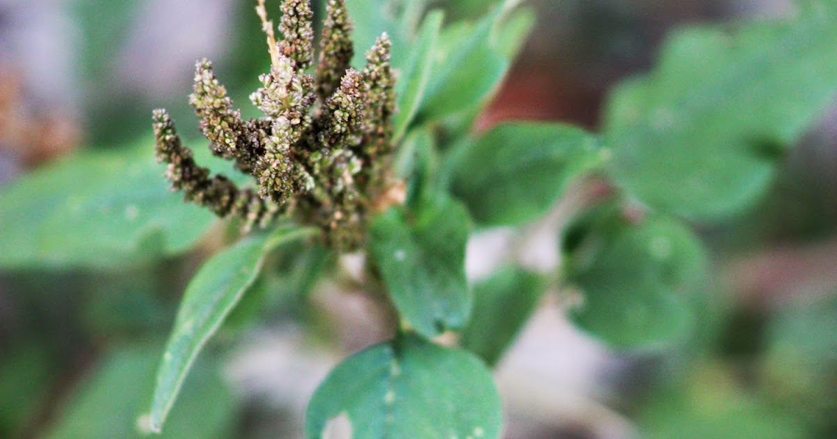 Ako si ANDREW IBOT! Kulitis (Amaranthus spinosus L)